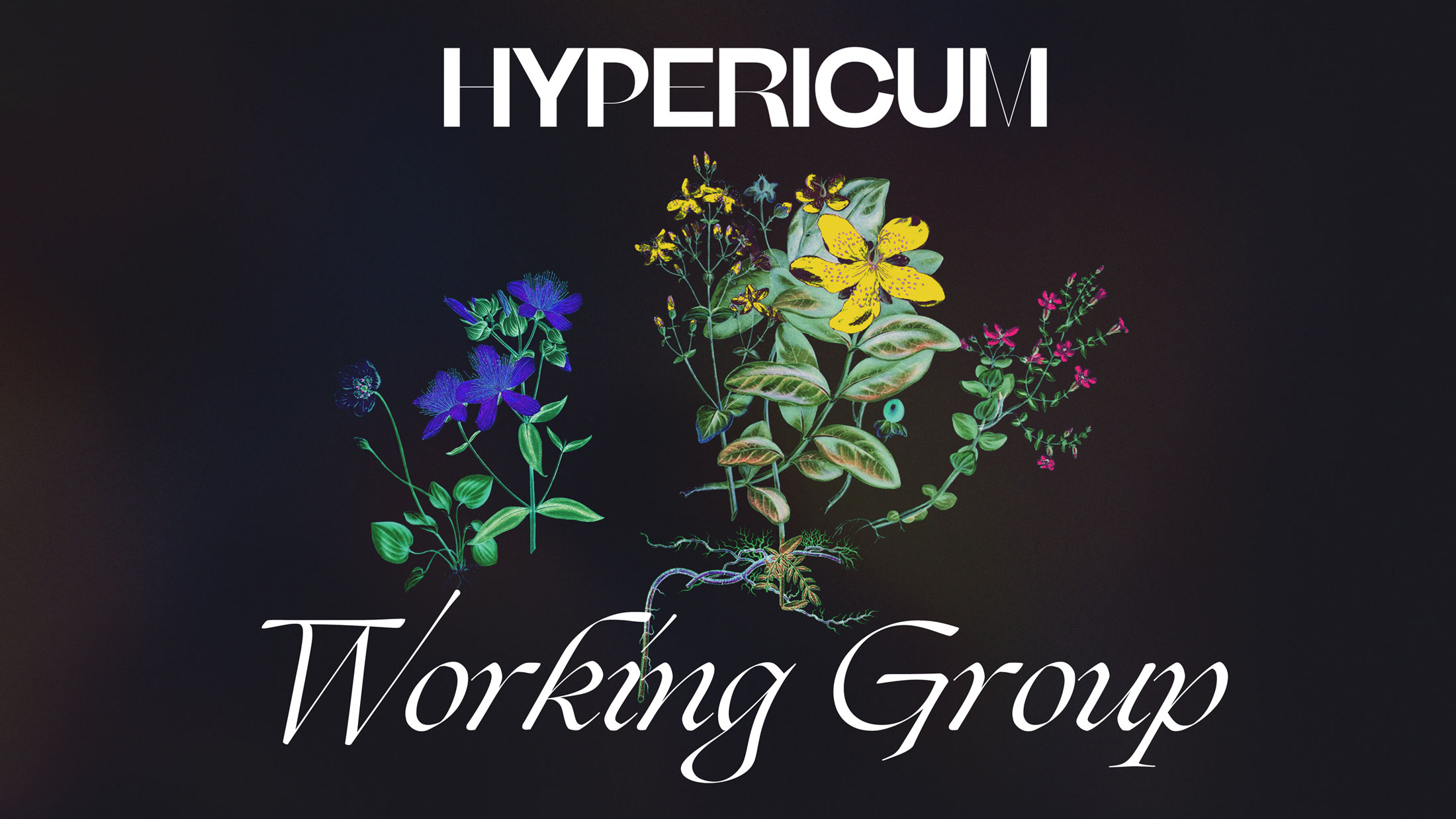 an illustration of violet, yellow and pink wildflowers against a black background. The title, Hypericum Working Group is stylised in white elegant font in the centre