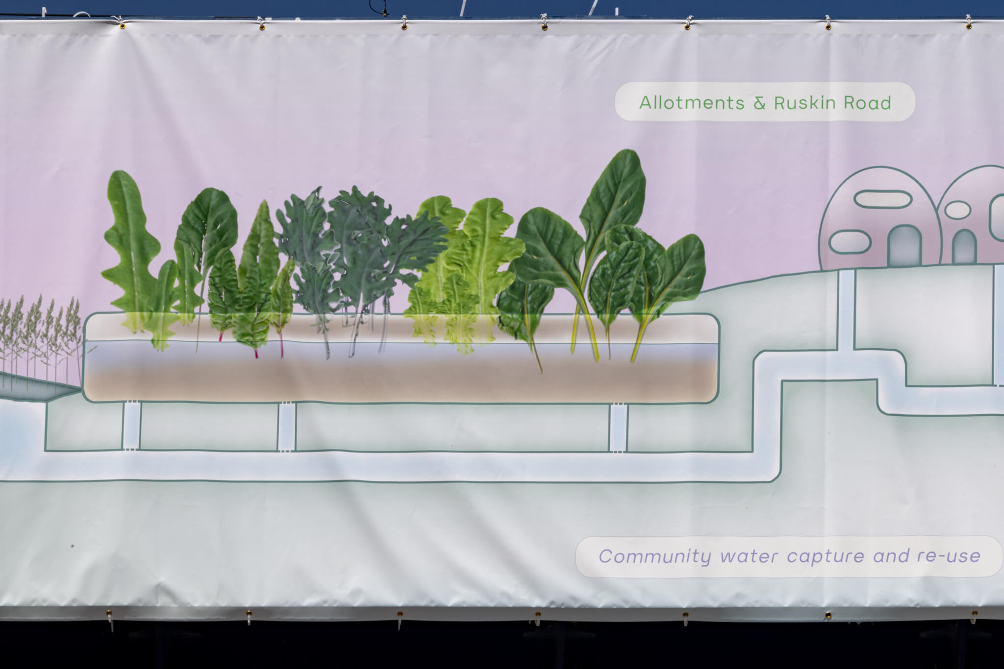 a pastel green and pink close up of one of the banners showing scanned salad leaves growing on an allotment and illustrated irrigation pipes. words in boxes read 'Allotments and Ruskin Road' and 'Community Water Capture and re-use'